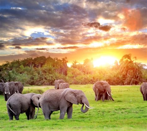 The Elephant and The Rope: What You Believe is Powerful!.